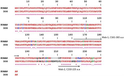 A monoclonal antibody-based sandwich ELISA for measuring canine Thymidine kinase 1 protein and its role as biomarker in canine lymphoma